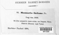 Splanchnonema foedans image